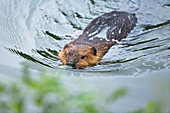 A beaver swimming through a stream, Castor fiber, Alaska, USA