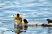 Sea otter swimming on his back, Enhydra lutris, Alaska, USA