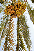 Date palm in the sunlight, Tozeur, Gouvernorat Tozeur, Tunisia, Africa