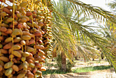 Date palms in the sunlight, Tozeur, Gouvernorat Tozeur, Tunisia, Africa