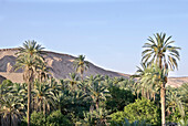 Date palms in the sunlight, Mides, Gouvernorat Tozeur, Tunisia, Africa
