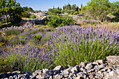 Blühender Lavendel auf einer Natursteinmauer im Sonnenlicht, Lavandula, Hvar, Kroatien, Europa