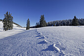 Spur durch Pulverschnee, Hochries, Chiemgauer Alpen, Chiemgau, Bayern, Deutschland