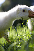 Diepholz geese in grass, biological dynamic (bio-dynamic) farming, Demeter, Lower Saxony, Germany