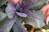 Blooming red pointed cabbage, biological dynamic (bio-dynamic) farming, Demeter, Lower Saxony, Germany