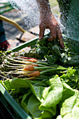Washing freshly vegetables, biological dynamic (bio-dynamic) farming, Demeter, Lower Saxony, Germany