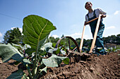Farmer using cultivator, driving through red cauliflower, biological dynamic (bio-dynamic) farming, Demeter, Lower Saxony, Germany