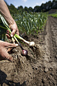 Farmer holding onions, biological dynamic (bio-dynamic) farming, Demeter, Lower Saxony, Germany