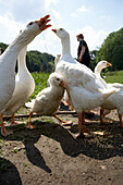 Diepholz geese, biological dynamic (bio-dynamic) farming, Demeter, Lower Saxony, Germany