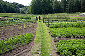 Farmers between vegetable patches, biological dynamic (bio-dynamic) farming, Demeter, Lower Saxony, Germany