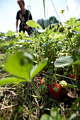 Ripe strawberries, biological dynamic (bio-dynamic) farming, Demeter, Lower Saxony, Germany