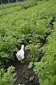 Chicken in carrot patch, biological dynamic (bio-dynamic) farming, Demeter, Lower Saxony, Germany