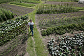 Farmer between vegetable patches, biological dynamic (bio-dynamic) farming, Demeter, Lower Saxony, Germany