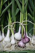 Green onions in vegetable box, biological dynamic (bio-dynamic) farming, Demeter, Lower Saxony, Germany