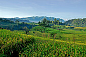 Landschaft mit Reisfeldern am Vulkan Gunung Agung, Ost Bali, Indonesien, Asien