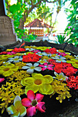 Colourful flowers floating in a water basin, Air Sanih, Northern Bali, Indonesia, Asia