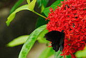 Schwarzer Schmetterling auf roter Blüte, Lovina, Bali, Indonesien, Asien