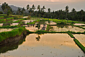Reisterrassen in der Morgendämmerung, Nord Bali, Indonesien, Asien