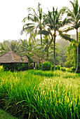 Bungalows des Hotel Four Seasons unter Palmen im Sonnenlicht, Sayan, Ubud, Zentral Bali, Indonesien, Asien