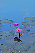 Lotusblüte im Teich, Taman Ayun, Mengwi, Süd Bali, Indonesien, Asien