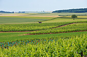 Vineyard near Clamecy, The Way of St. James, Chemins de Saint Jacques, Via Lemovicensis, Dept. Nièvre, Burgundy, France, Europe