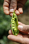 Bean, Beans, Broad bean, Broad beans, Close up, Close-up, Closeup, Color, Colour, Daytime, Detail, Details, Exterior, Food, Foodstuff, Hand, Hands, Healthy, Healthy food, Hold, Holding, Ingredient, Ingredients, Legume, Legumes, Many, Natural, Nourishment,