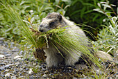 hoary marmot Marmota caligata near Salmon Glacier Stewart British Columbia BC Canada near Hyder Alaska AK US United States ground squirrel nature wildlife