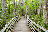 Corckscrew Swamp Sanctuary Naples Florida