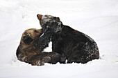 Grizzly Bear (Ursus arctos). Germany.