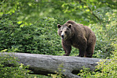 Brown bear (Ursus arctos). Bavarian Forest National Park, Germany.