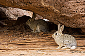 Wild American rabbits, Arizona, USA