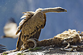Griffon Vulture (Gyps fulvus) in a feeding facility for necrophagous birds, Ordesa NP, Spain
