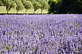 Lavende around the city of Sault in Vaucluse, Provence, France