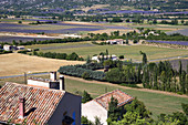 Lavende around the city of Sault in Vaucluse, Provence, France