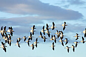 Birds flying in Baja California Sur, Mexico