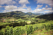 Vineyards. Ispoure (Izpura). Southwestern France