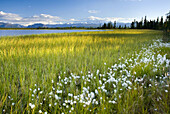 Tufts of cotton grass (Eriophorum angustifolium) growing along small lake in Wrangell-St. Elias National Park, Alaska, USA