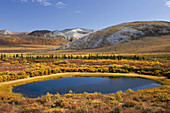 Small pond in the colorful autumn tundra of the Blackstone Plateau, Tombstone Territorial Park, Yukon, Canada