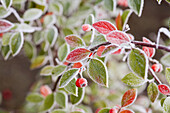 Winter frost covers bush. Oregon, USA