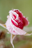 Winter frost covers rose. Oregon, USA