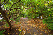 Fall colors at Crystal Springs Gardens. Portland, Oregon, USA