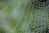 Closeup of morning dew on spider web, Mt. Hood, Oregon, USA
