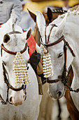 Fuengirola fair. Málaga province, Costa del Sol. Andalusia, Spain