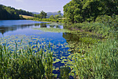 Water lillies, Long Pond, Acadia National Park, Mount Desert Island, Maine, USA
