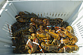 Freshly caught lobsters in containers at the dock in the harbor at Stonington, Penobscot Bay, Maine, USA
