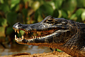 Caiman (Caiman crocodilus). Pantanal. Mato Grosso. Brazil.