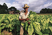 Tobacco plantation, Pinar del Rio. Cuba