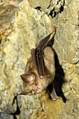 Horseshoe Bat (Rhinolophus sp.). Sierra Madrona, Ciudad Real province, Castilla-La Mancha, Spain