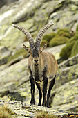 Spanish Ibex (Capra pyrenaica victoriae), male. Sierra de Gredos, Spain