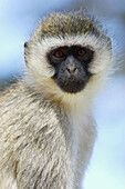 Vervet Monkey